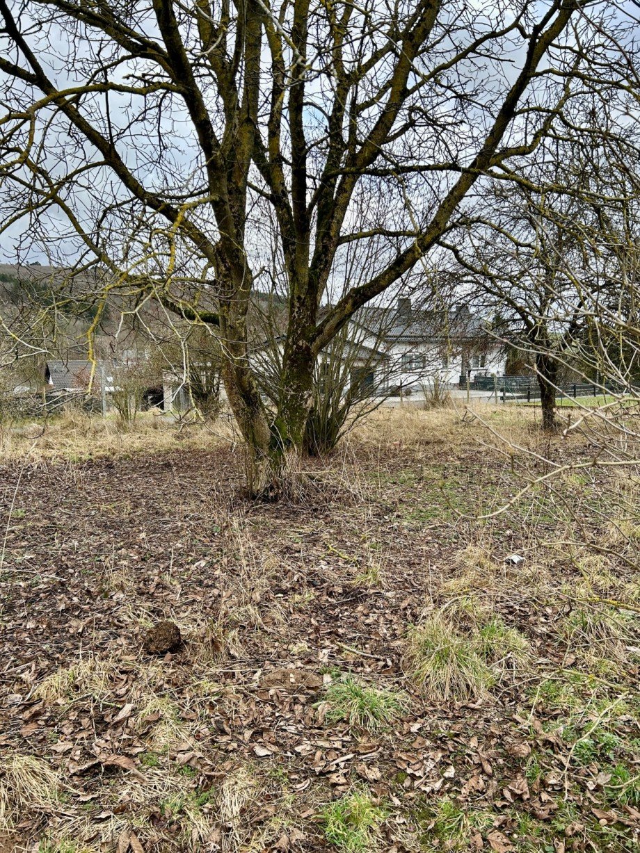 IMG_7734 2 Wohngrundst�ck Oberehe-Stroheich